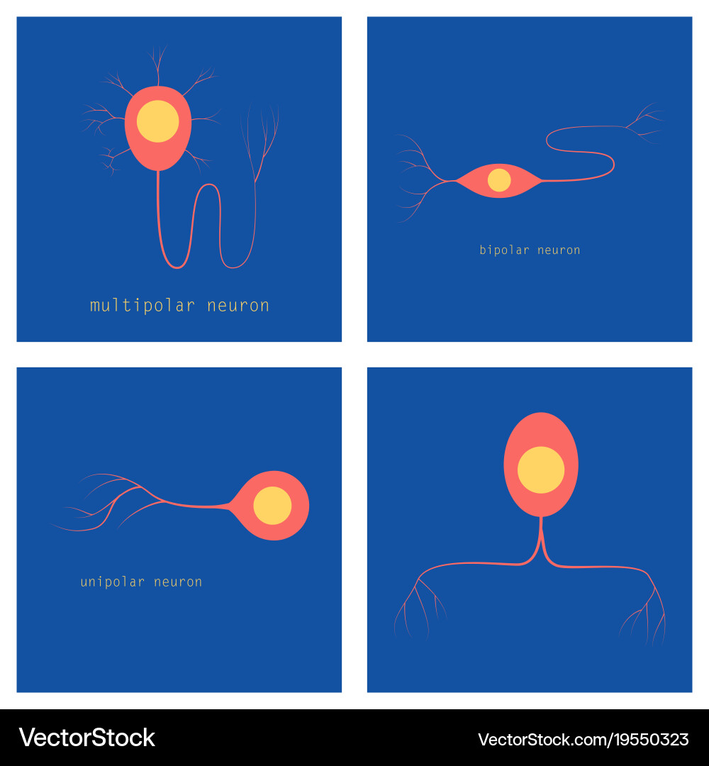 Set of structure a motor neuron vector image