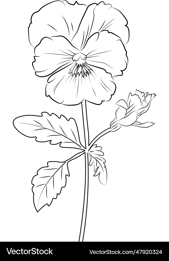 Pansy flower drawing easy outline ink art Pansy flower drawing easy outline ink art vector image