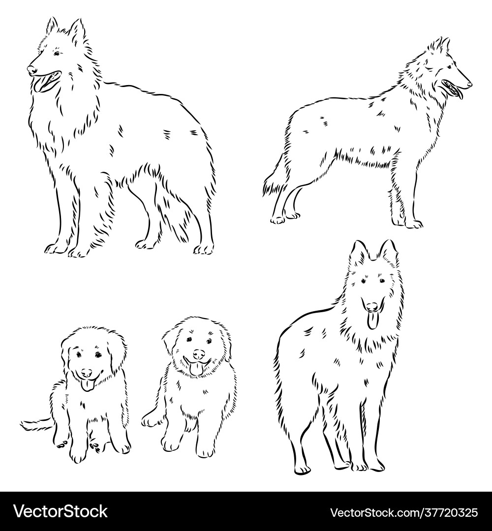 Sketch belgian shepherd dog hand drawn Sketch belgian shepherd dog hand drawn vector image