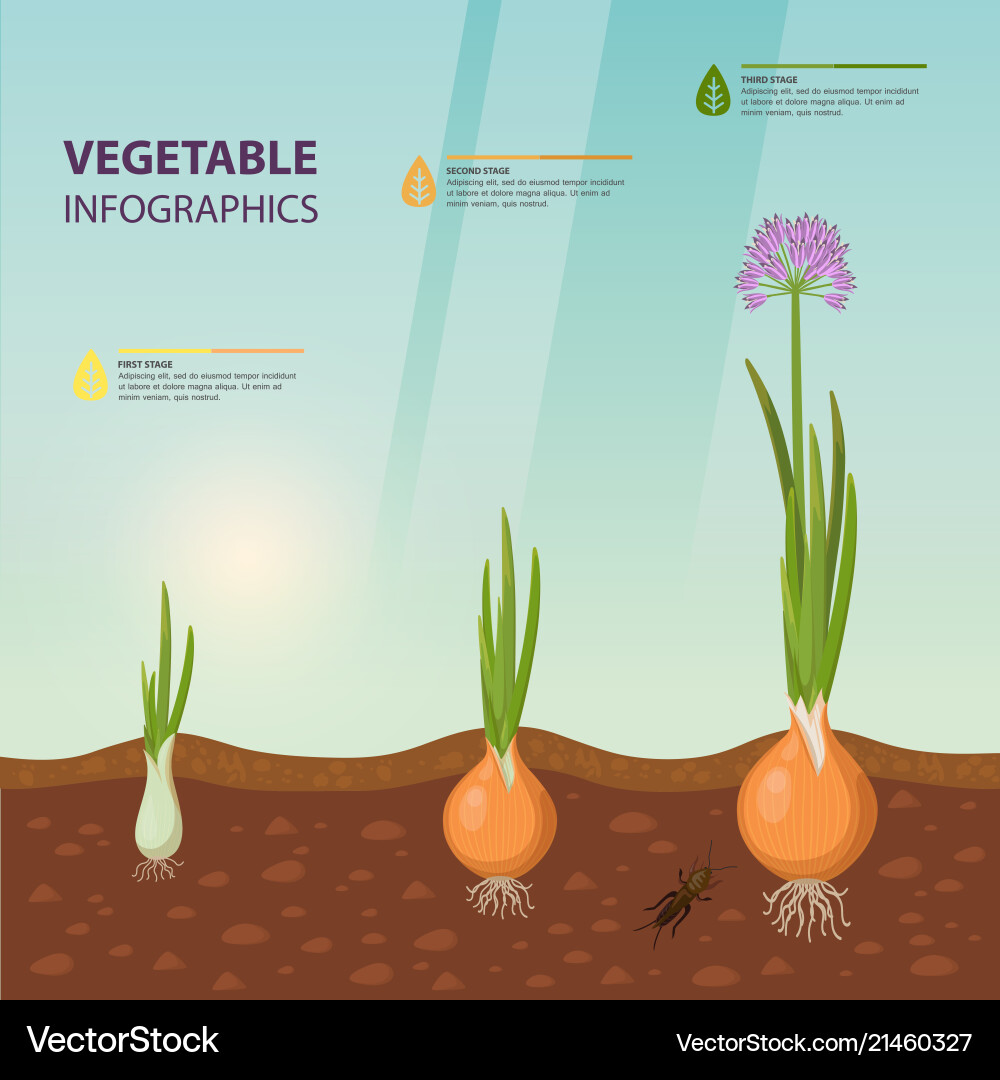 Infochart poster with onion growth stages Vector Image