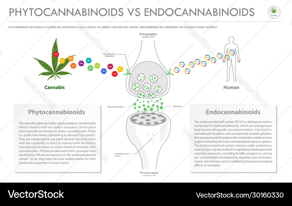 Phytocannabinoids & Endocannabinoids Comparison vector image