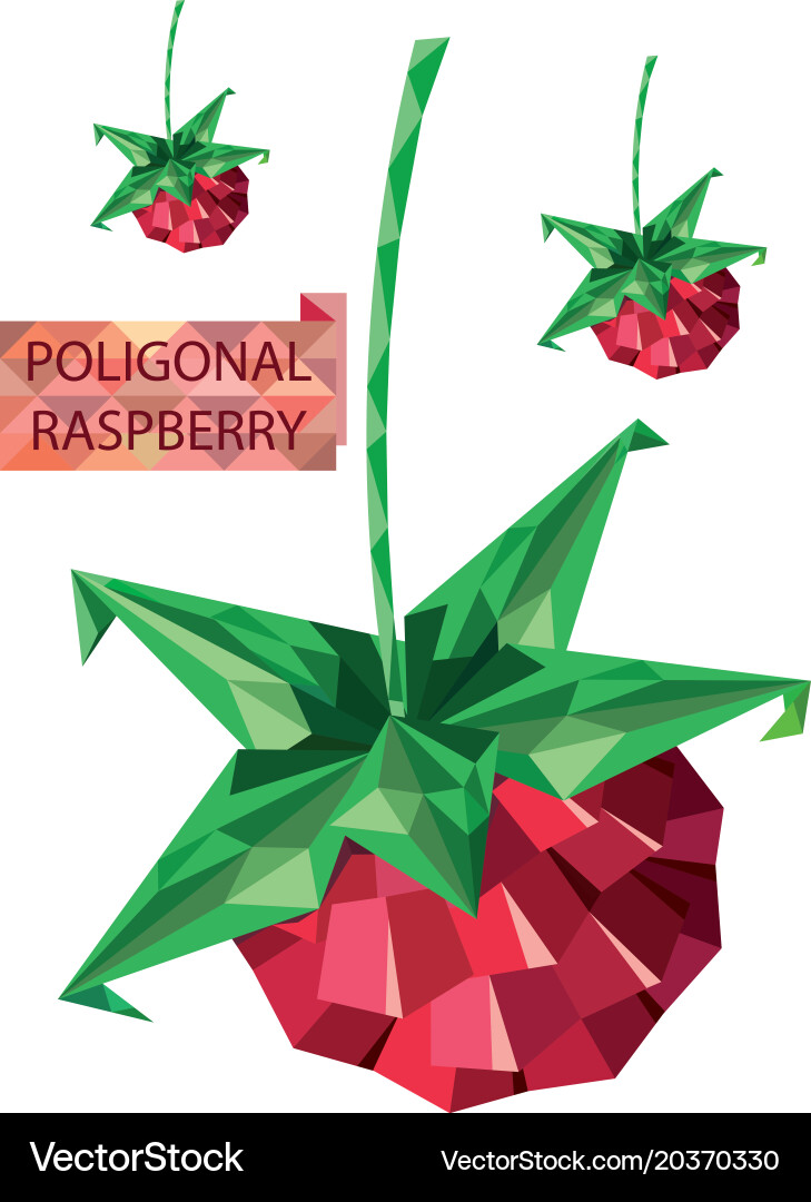 Raspberry Vector Image