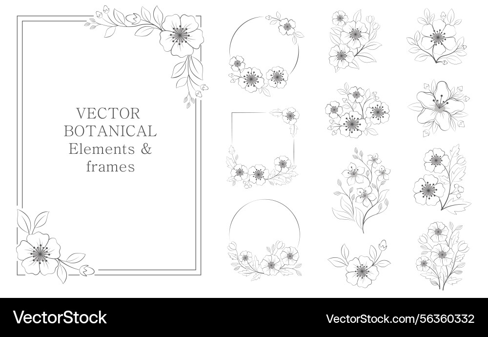 Set of botanical elements and frames Vector Image