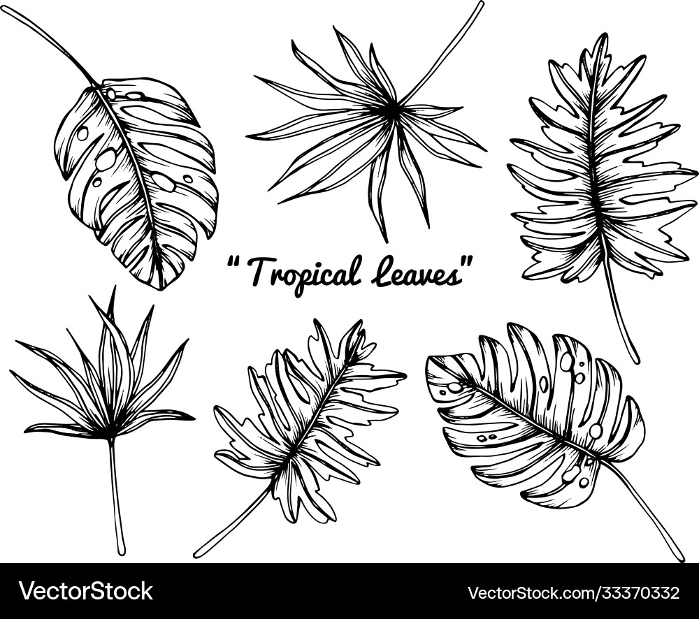 Set tropical leaves hand drawn botanical Set tropical leaves hand drawn botanical Vector Image