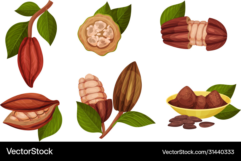 Cocoa beans in pods hanging on tree branch Cocoa beans in pods hanging on tree branch Vector Image
