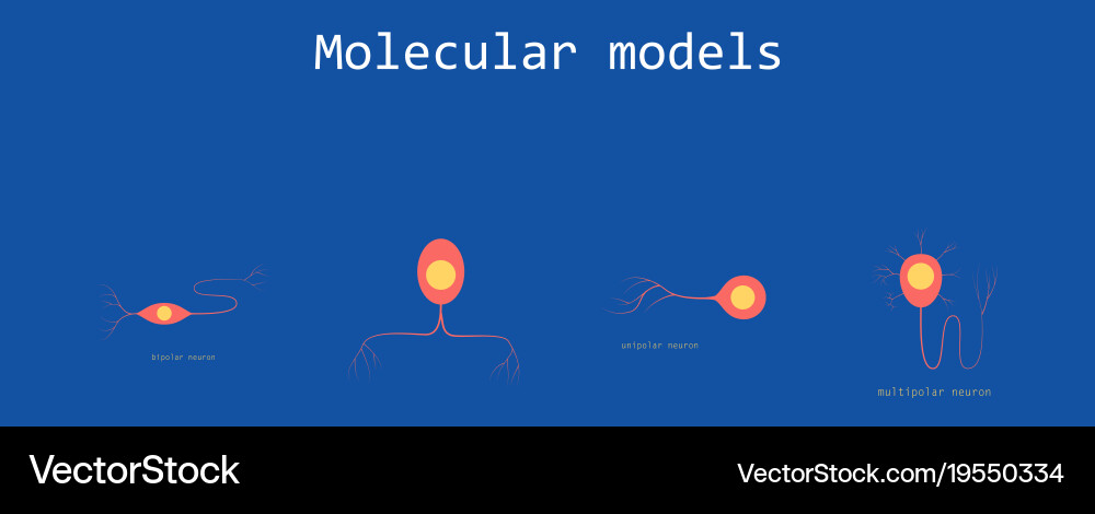 Set of structure a motor neuron vector image