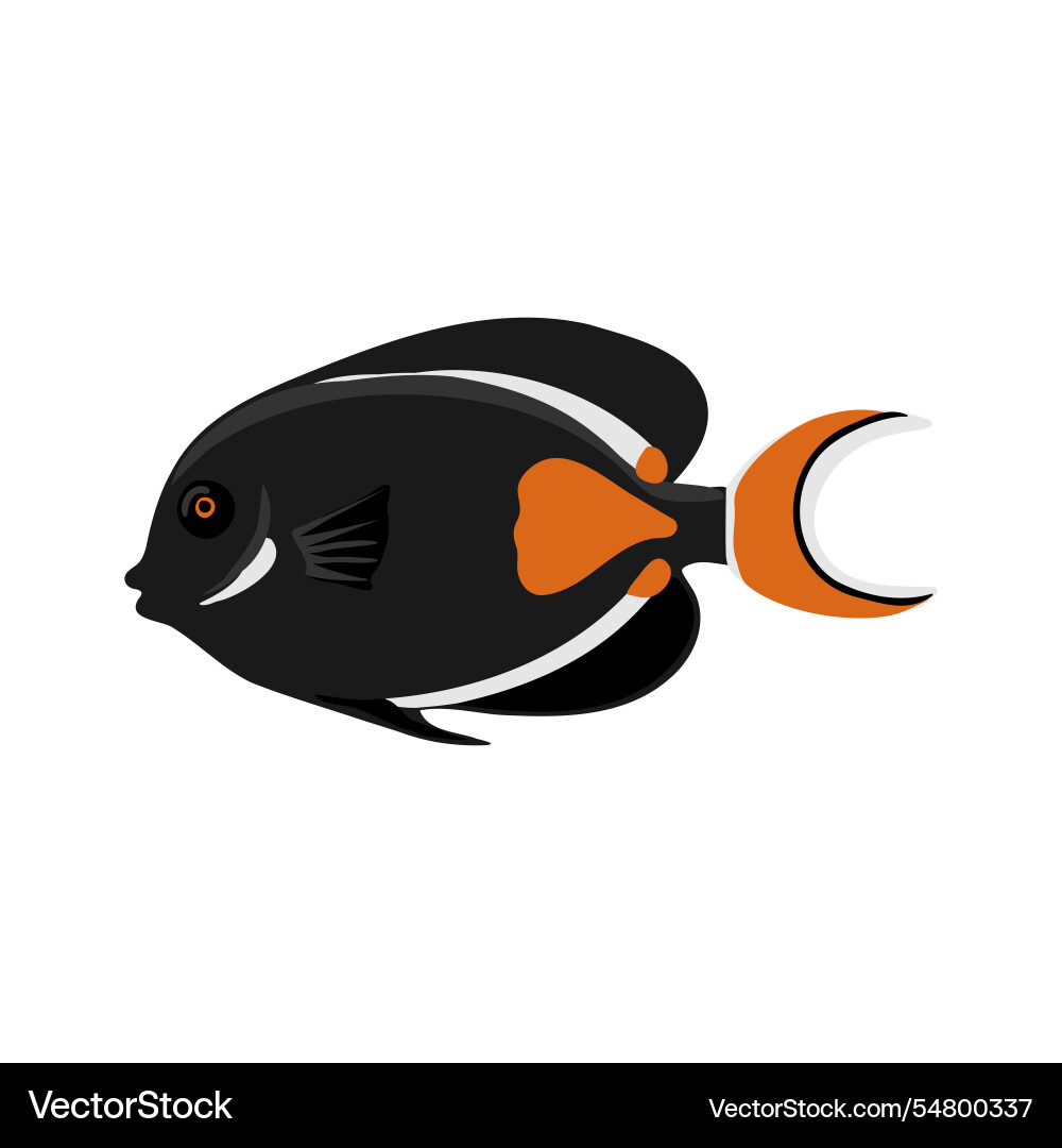 Drawing tropical fish Drawing tropical fish Vector Image