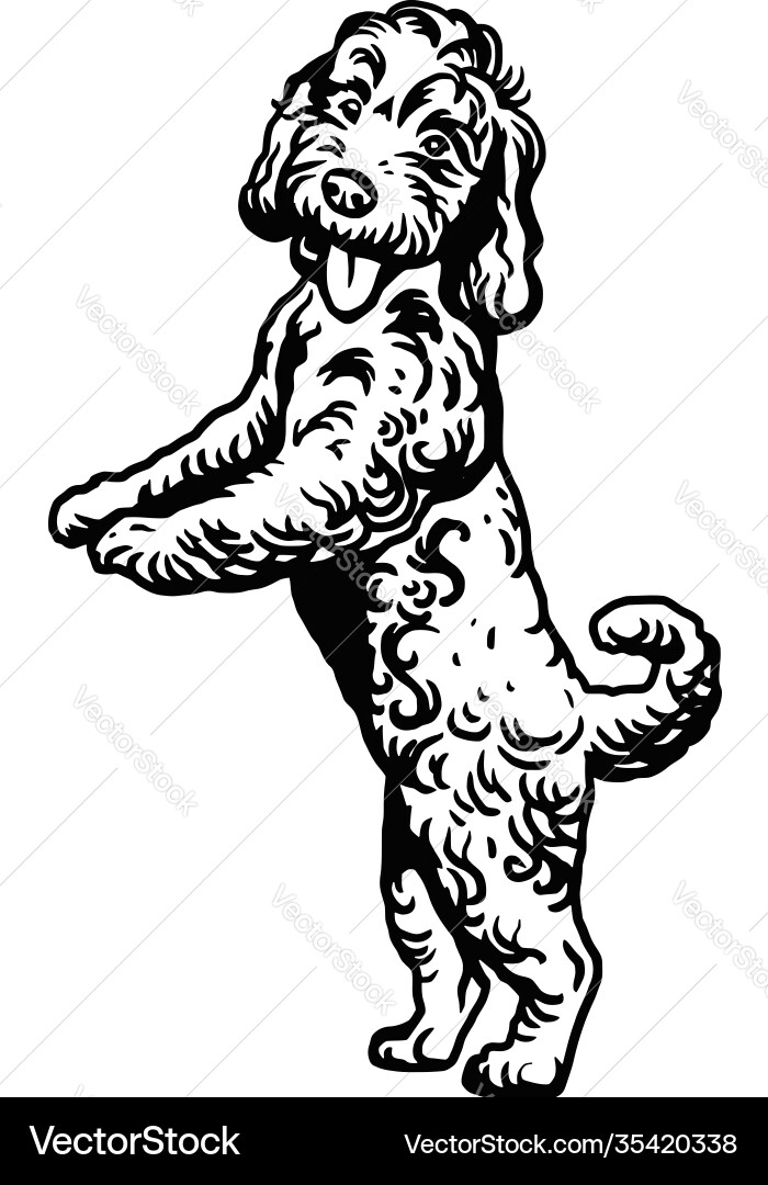 Labradoodle mix dog - isolated Royalty Free Vector Image