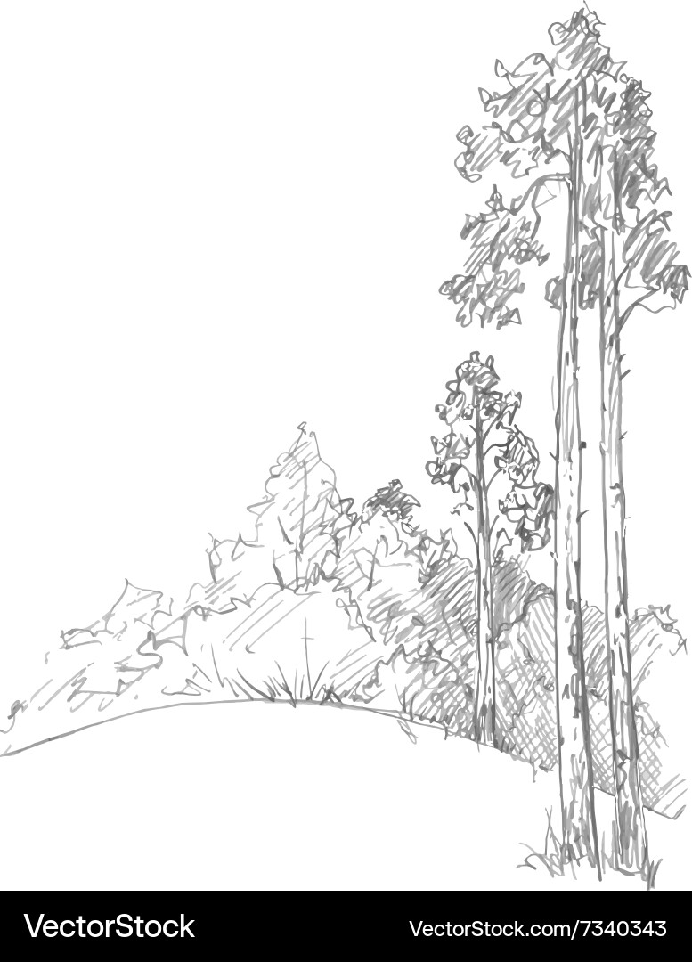 Pine trees and forest Royalty Free Vector Image