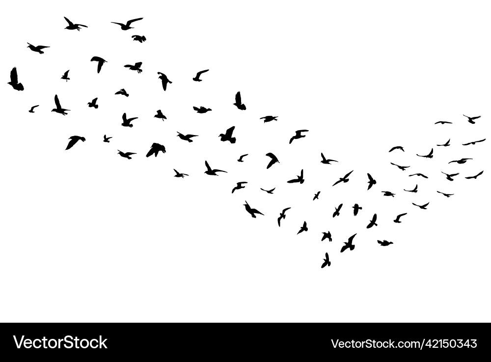Silhouettes of Flying Birds Migration vector image