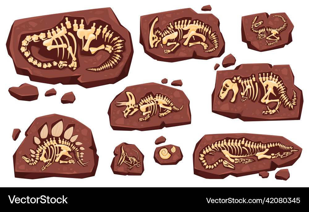 Layer of earth with fossil bones archaeological Layer of earth with fossil bones archaeological vector image