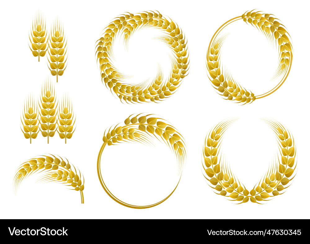 Set of wheat elements spikelets Set of wheat elements spikelets vector image