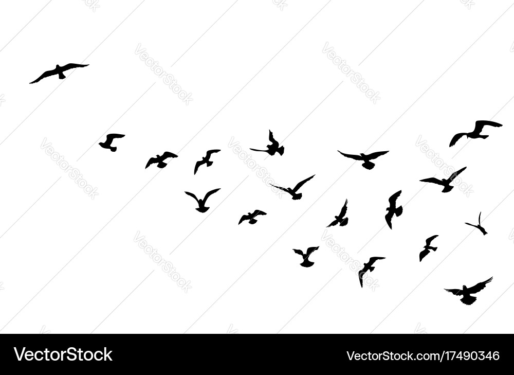 Bird Flock Flying in Blue Sky vector image