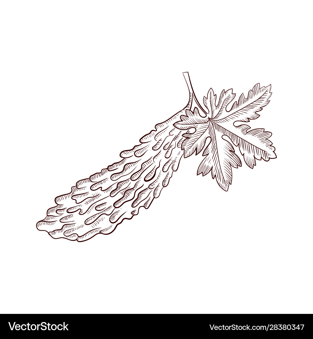 Bitter Gourd Drawing Royalty Free Vector Image