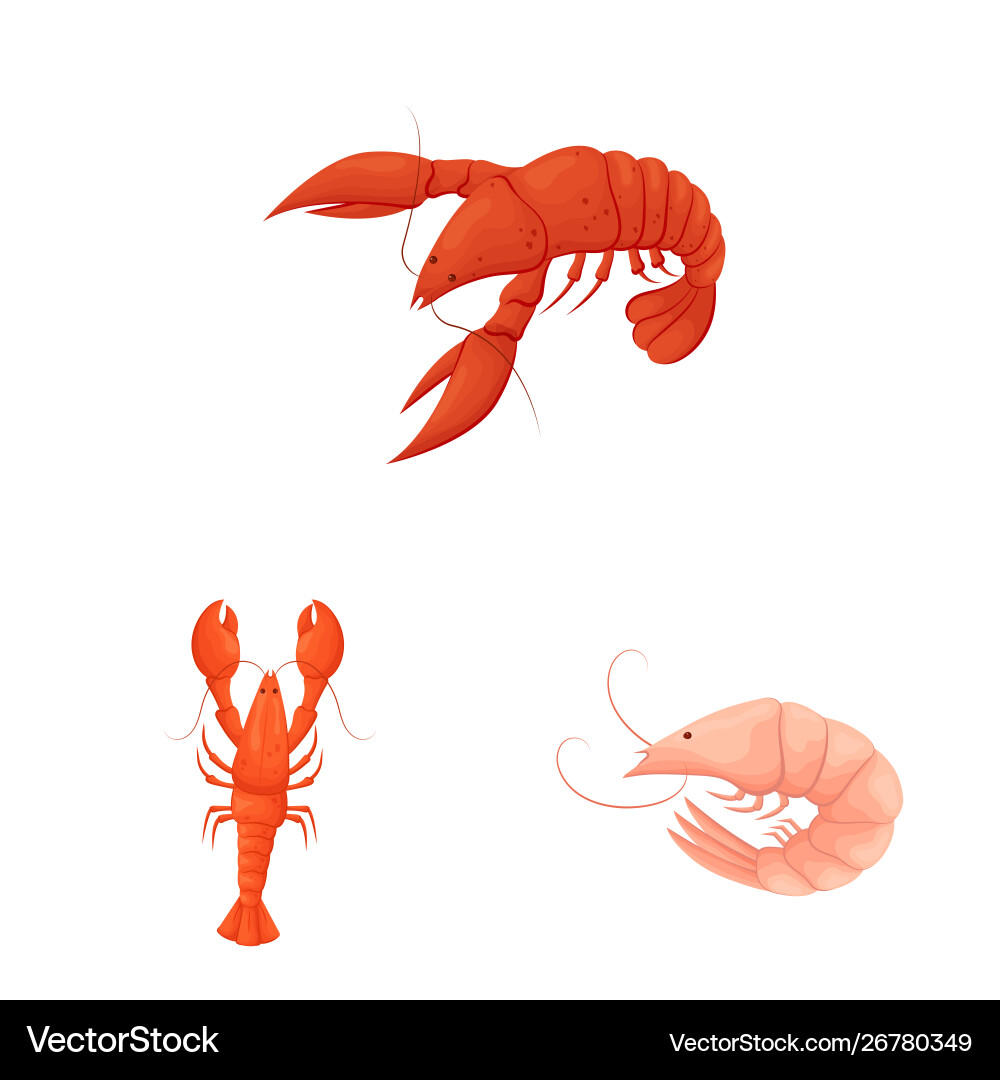 Isolated object shrimp and crab icon Vector Image
