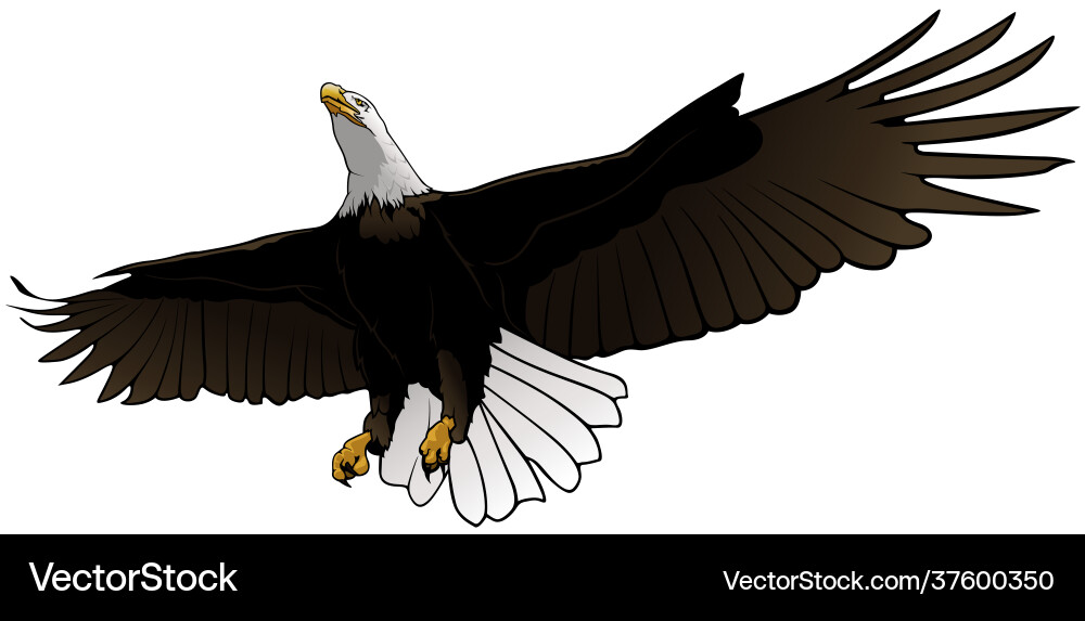 Flying bald eagle Royalty Free Vector Image - VectorStock