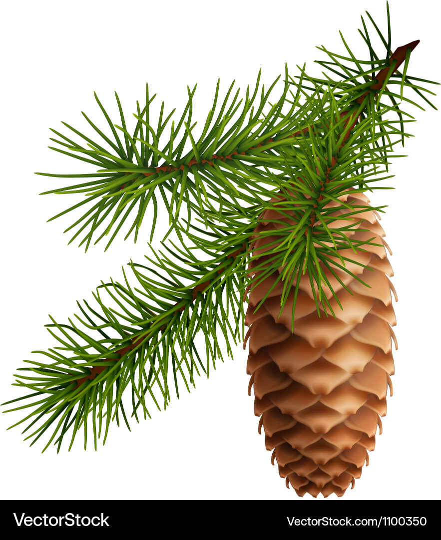 Rustic Pine Cone with Branch Vector Image