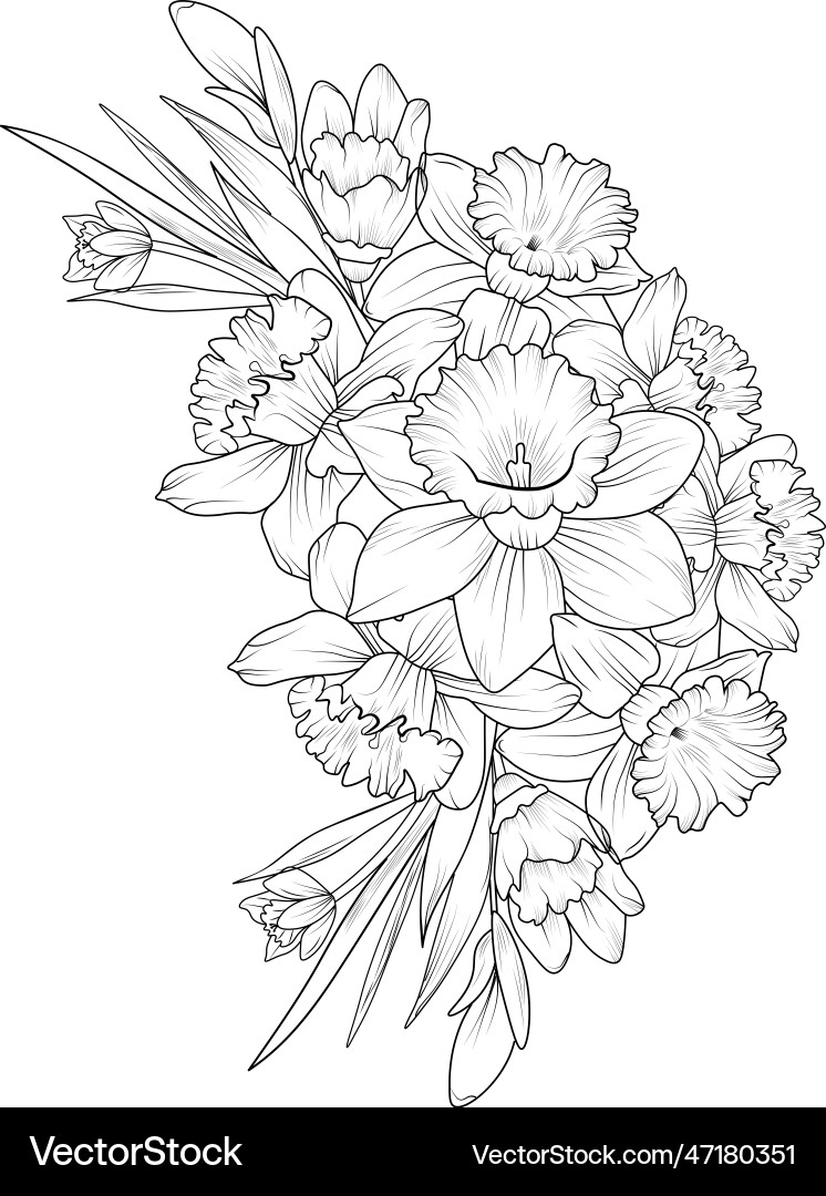 Daffodil Flower Sketch Vector Image