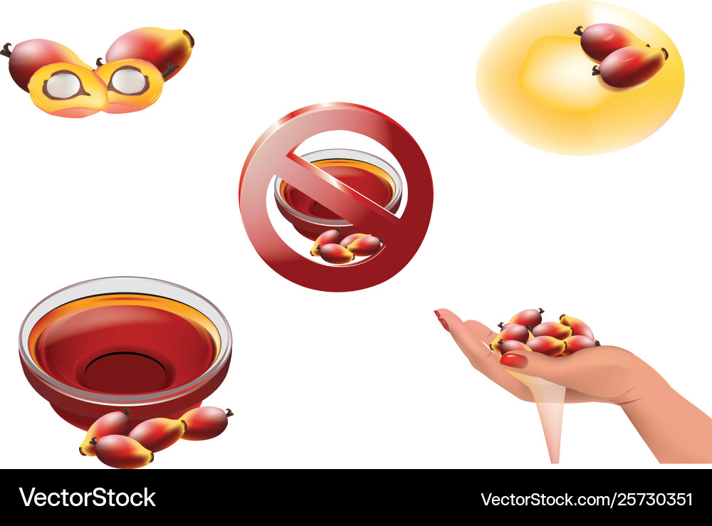 Processing and transformation palm seeds into o Vector Image