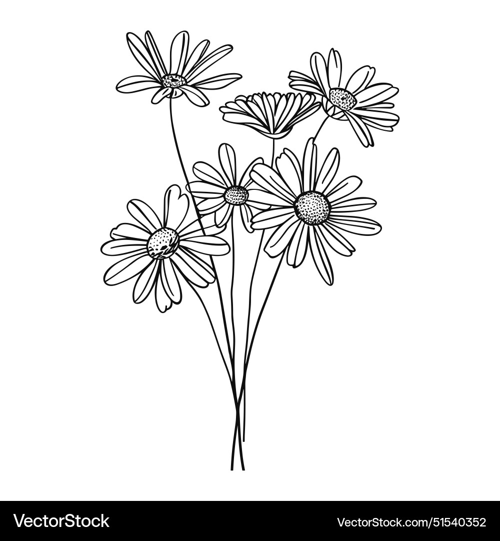 Outline bouquet chamomile or daisy flowers on stem Outline bouquet chamomile or daisy flowers on stem vector image
