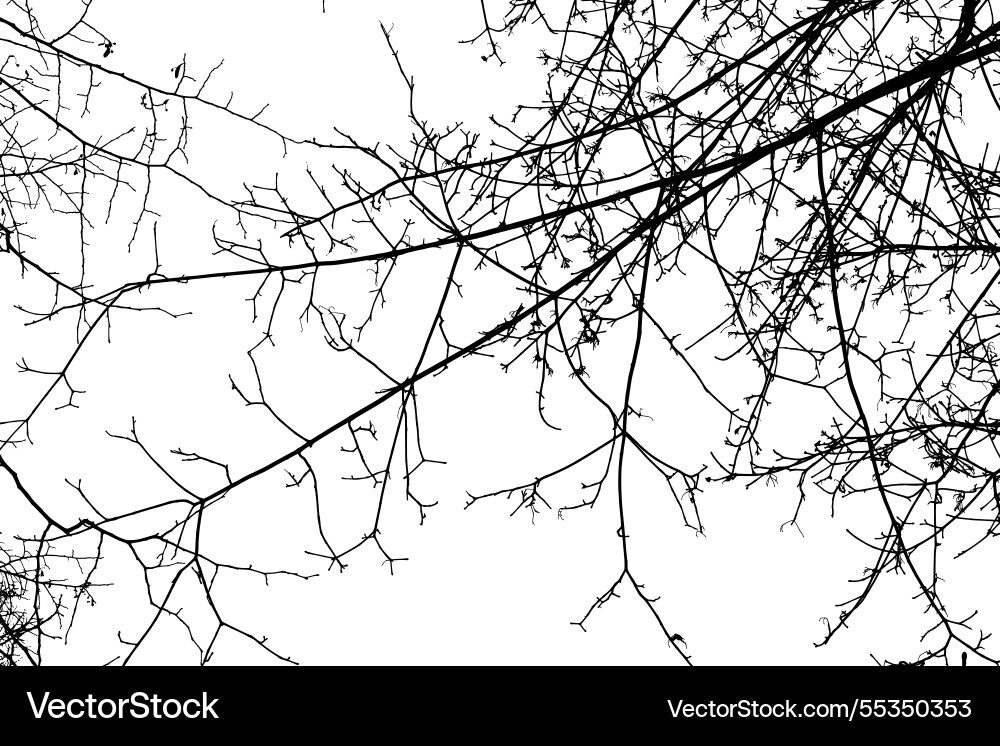 Black branches tree isolated on white Black branches tree isolated on white Vector Image