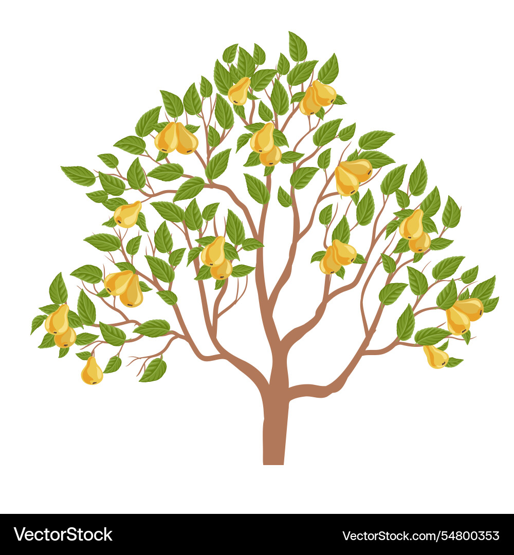 Drawing pear tree Drawing pear tree vector image
