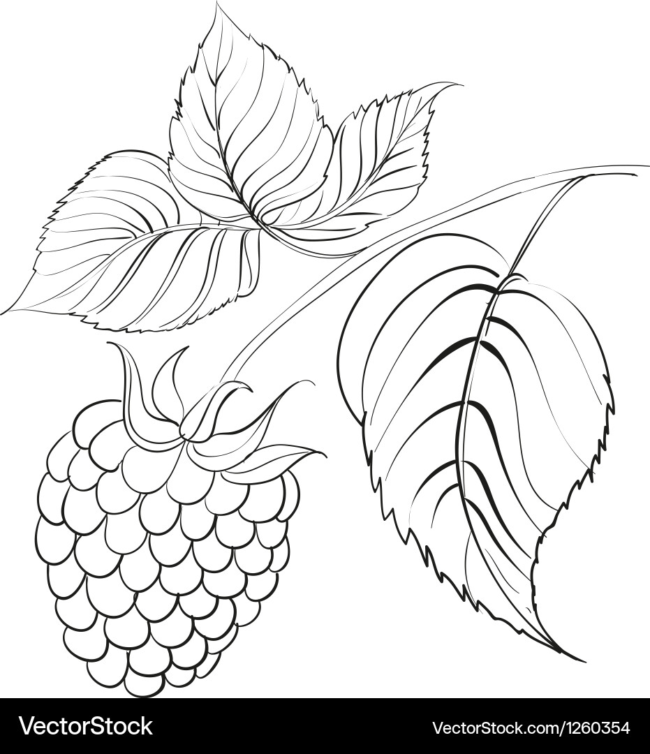 Single Raspberry Branch with Berry vector image
