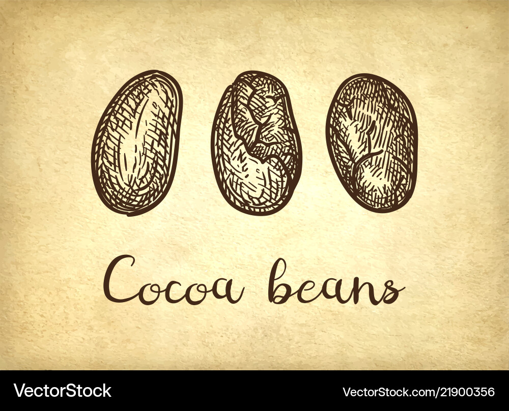 Ink sketch of cocoa Ink sketch of cocoa vector image