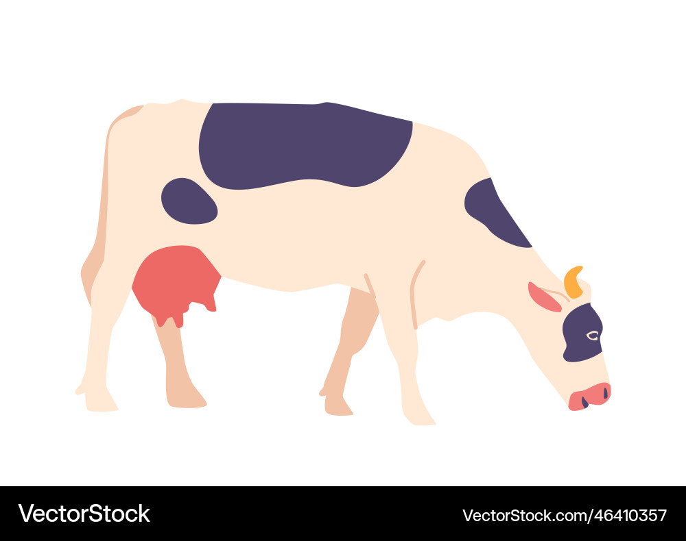 Cow isolated on white background domestic mammal Cow isolated on white background domestic mammal Vector Image