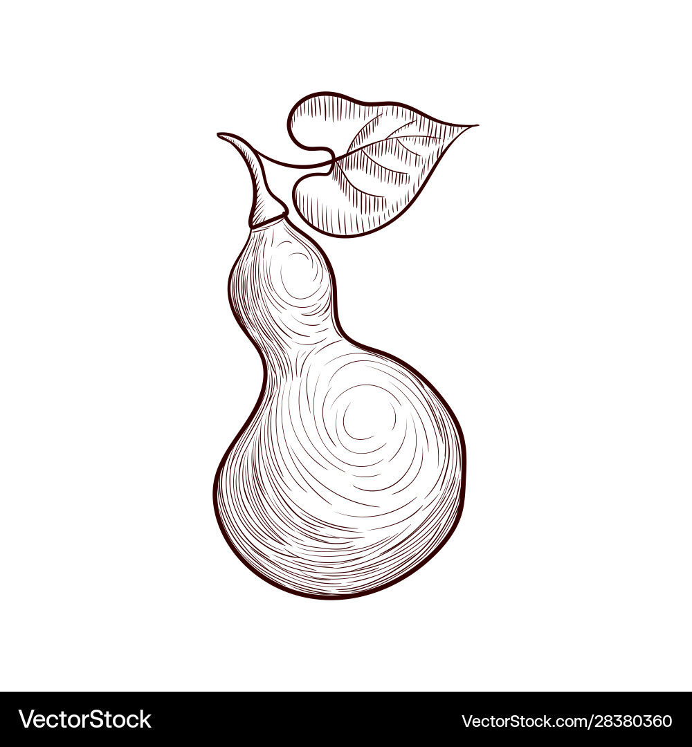 Bottle Gourd Drawing Vector Image