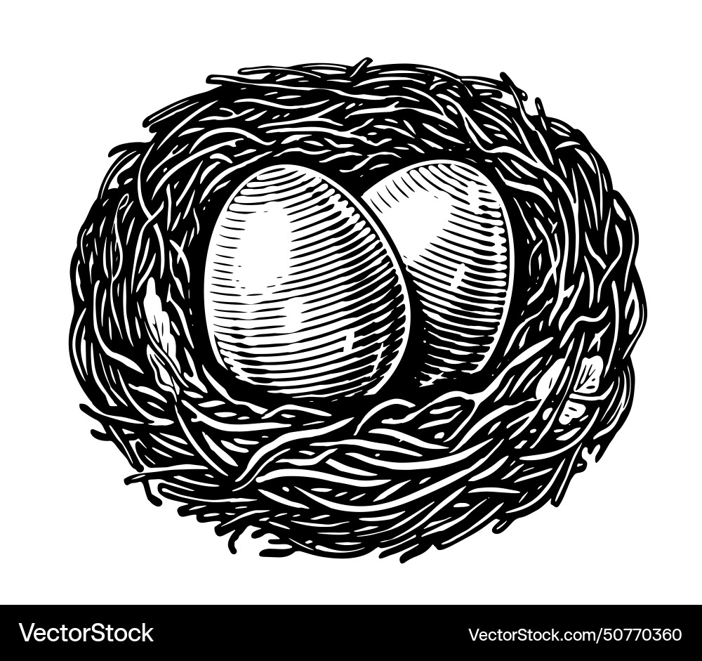 Eggs in nest isolated on white background vector image