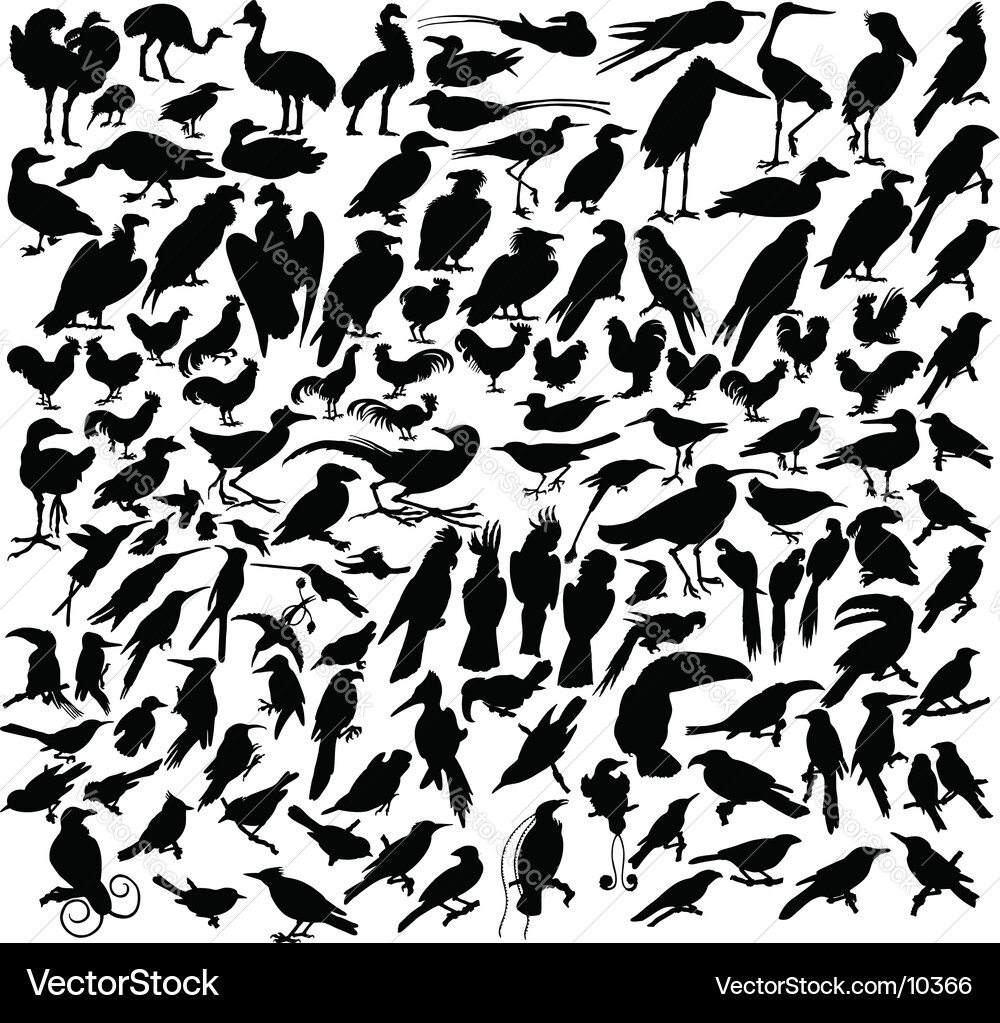 Birds vector image