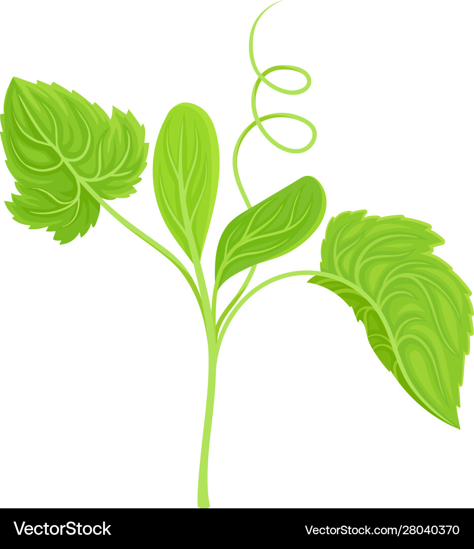 Cucumber leaves and stalk with cirrus item Cucumber leaves and stalk with cirrus item vector image
