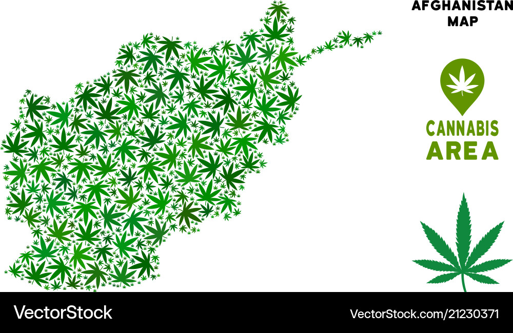 Marijuana composition afghanistan map Vector Image
