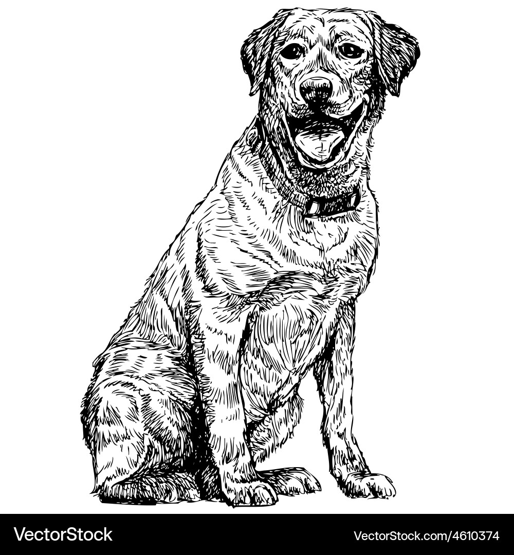 Labrador retriever 07 Royalty Free Vector Image