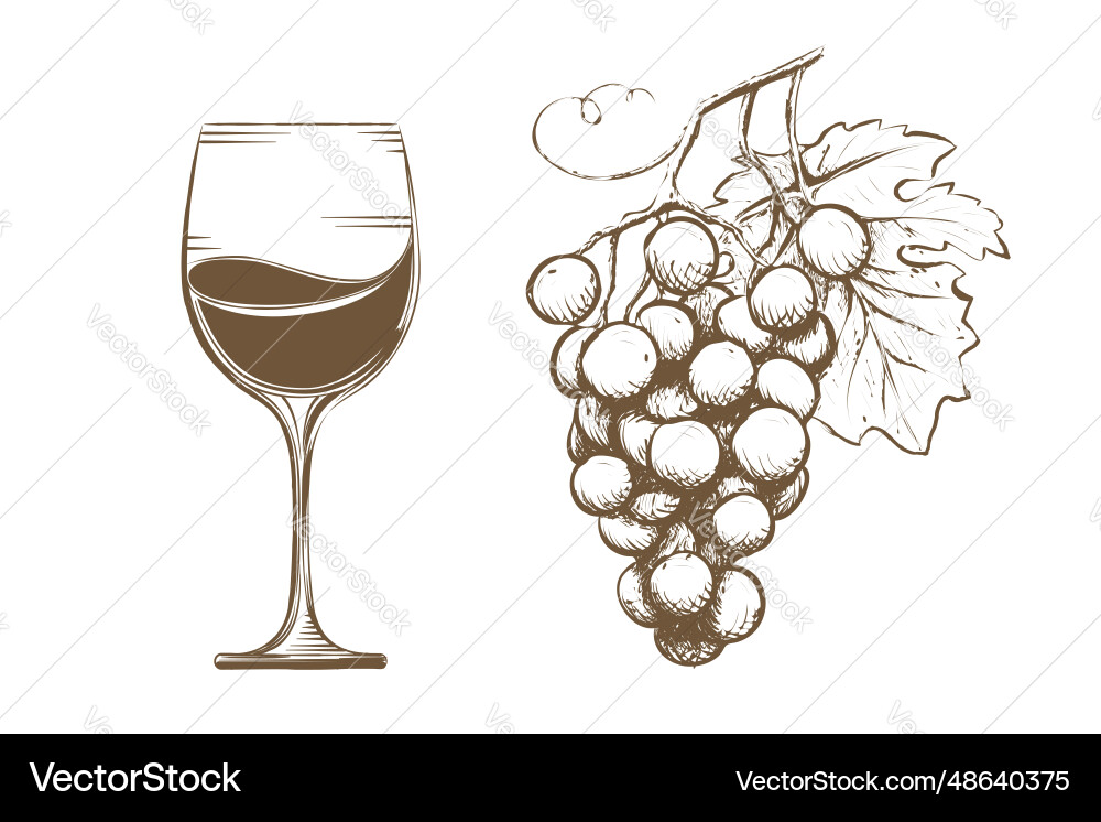 Glass with wine and grapevine in sketch style Glass with wine and grapevine in sketch style vector image