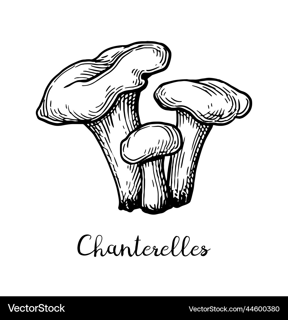 Chanterelles mushroom ink sketch vector image