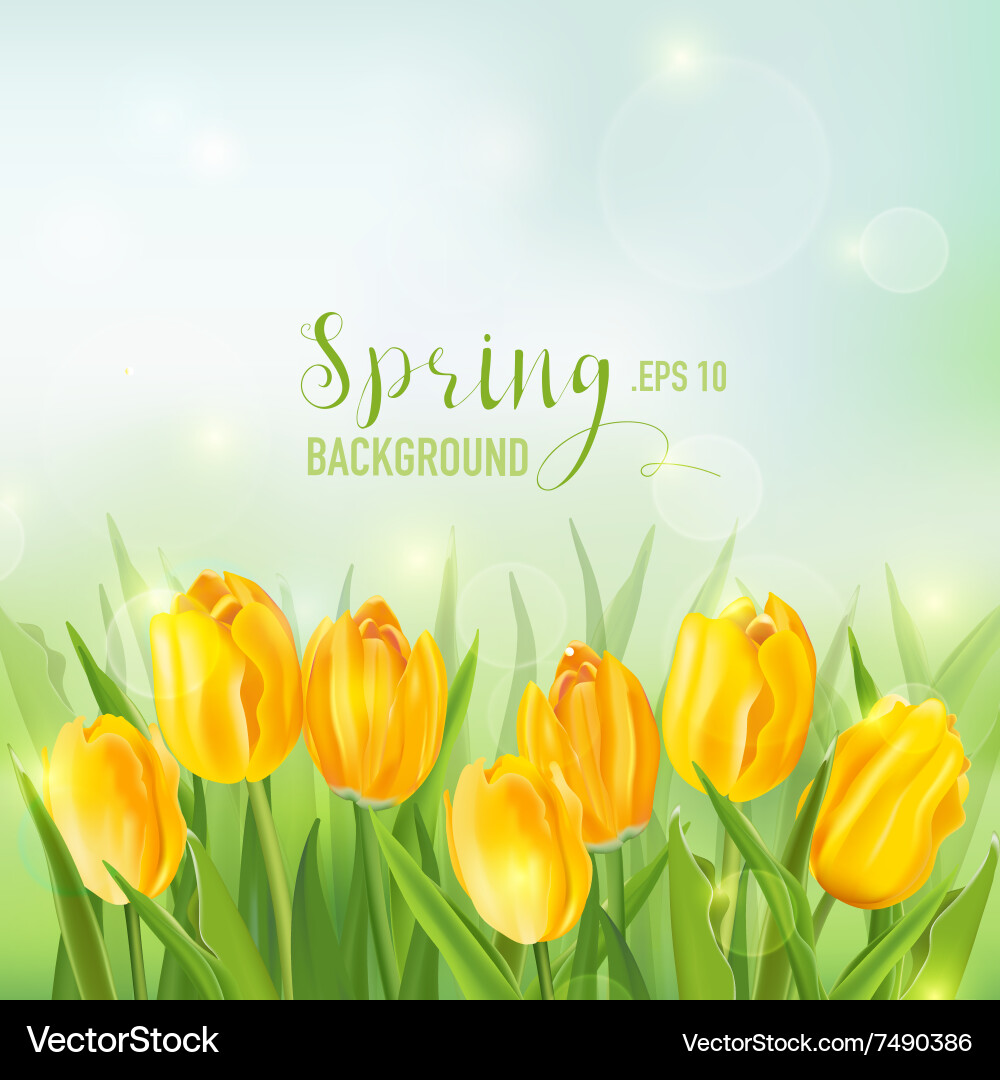 Spring Tulip Background Vector Image