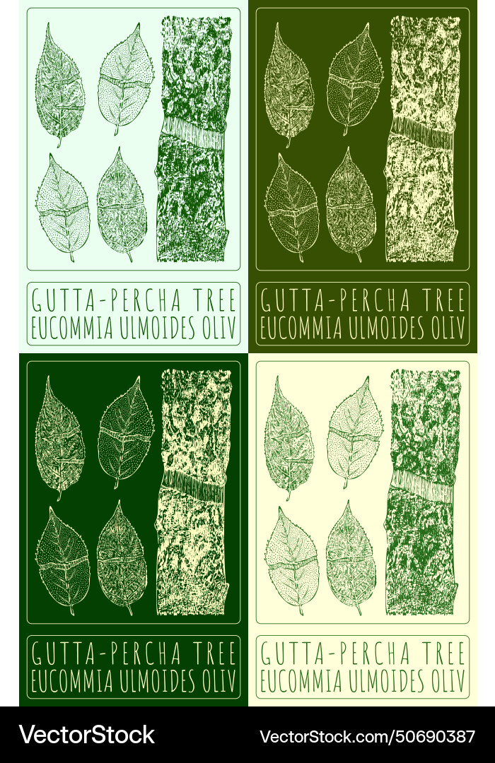 Set of drawing gutta-percha tree in various Set of drawing gutta-percha tree in various Vector Image