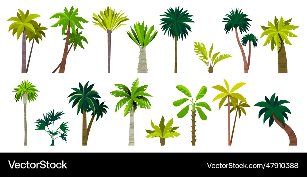Verschiedene exotische Palmen tropische botanische Pflanzen Verschiedene exotische Palmen tropische botanische Pflanzen vektorbild