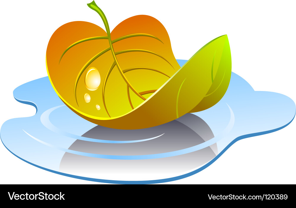 Maple Leaf in Water Reflection Vector Image