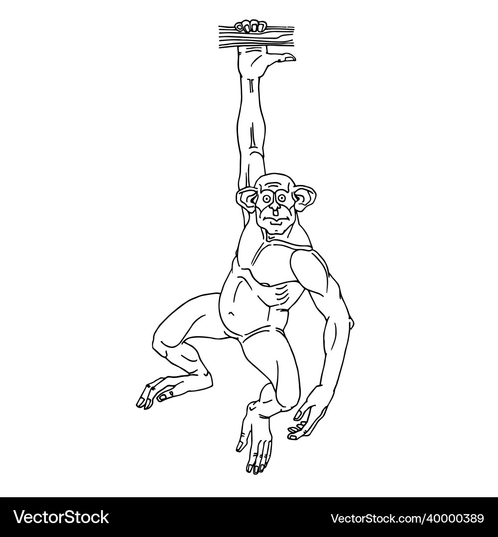 Muscular chimpanzee pull-up on the crossbar Muscular chimpanzee pull-up on the crossbar vector image
