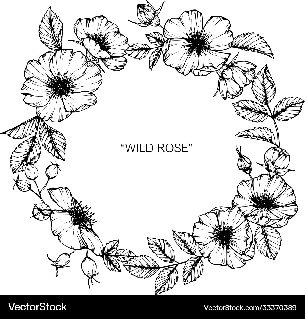 Wild rose flower and leaf hand drawn botanical Wild rose flower and leaf hand drawn botanical vector image