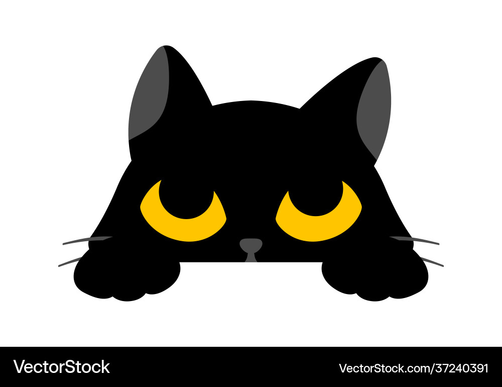 Black cute cat is looking up on white background vector image