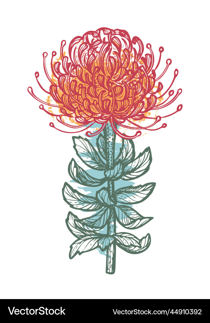 Traditional african protea flower Traditional african protea flower vector image