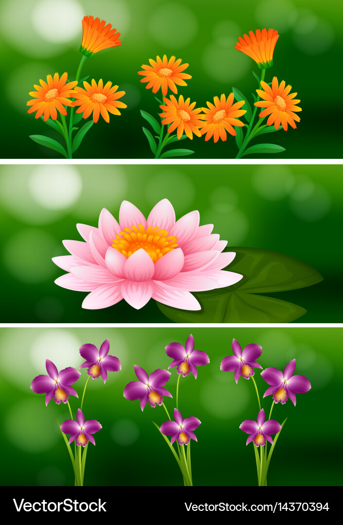 Background design with different types of flowers vector image