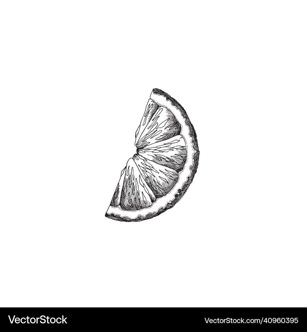 水彩画　limone Citrus Lemon Realistic Frame 4729587 Vector Art at Vecteezy