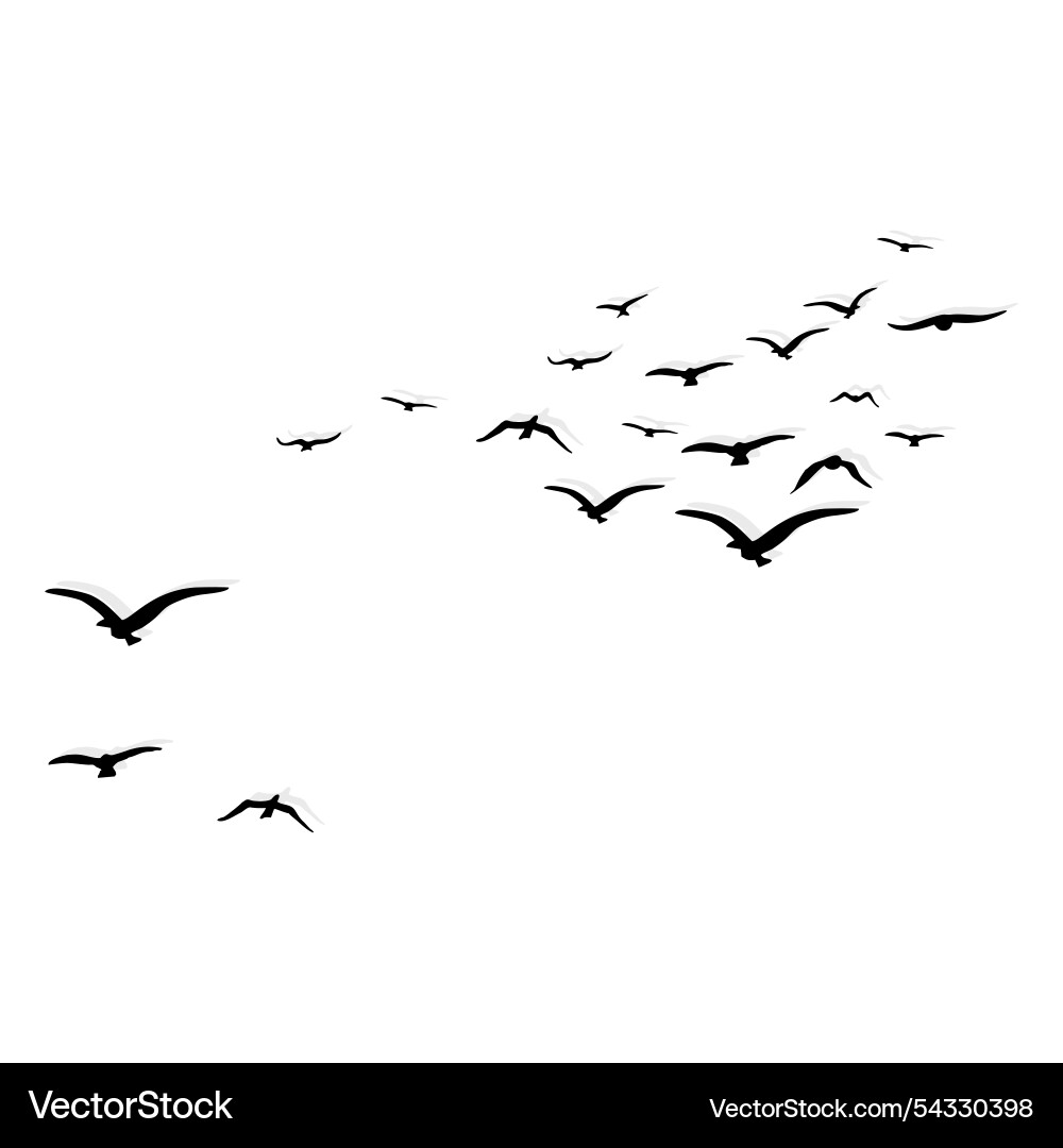 Birds fly behind the shadow Vector Image