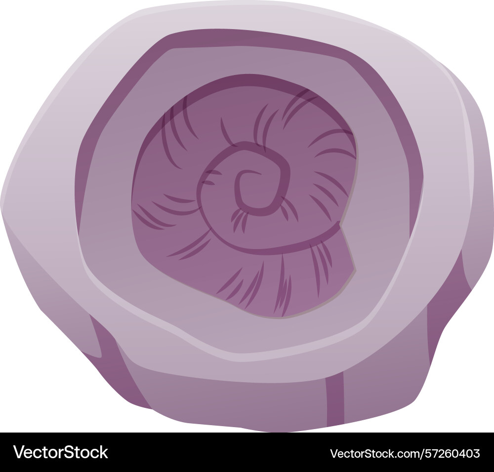 Ammonite shell fossil Ammonite shell fossil Vector Image