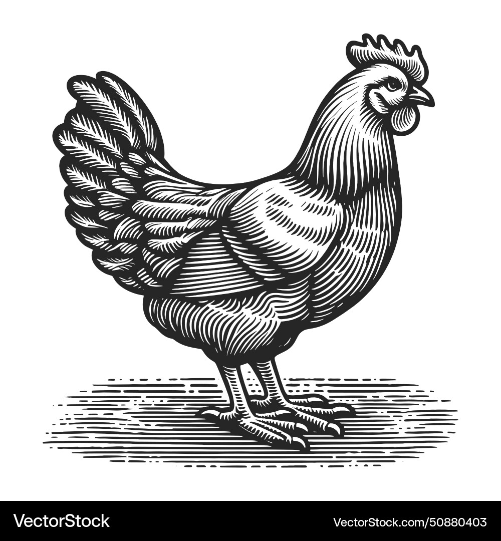 Rooster engraving sketch vector image